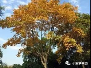 1545115497671409.jpg 77.jpg